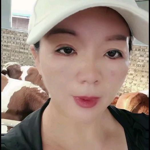 定襄县西门塔尔公牛