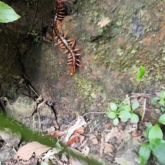 阳春市蜈蚣