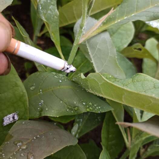 炎陵县厚朴苗