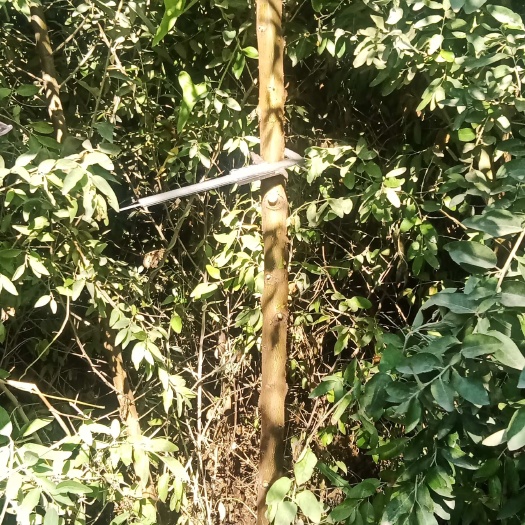 尉犁县沙枣苗