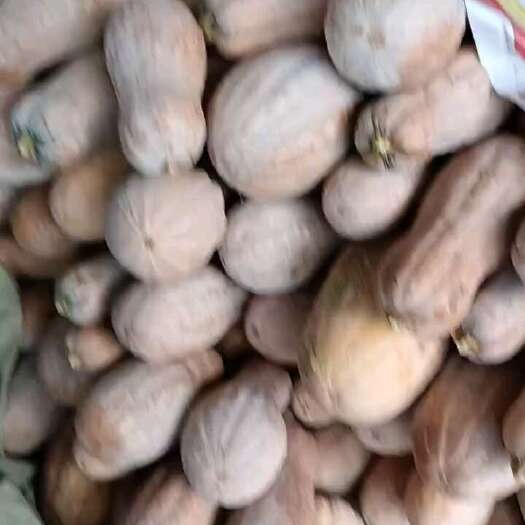 仁寿县南瓜