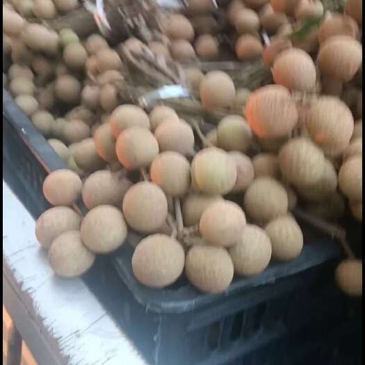 泸州龙眼大量上市
