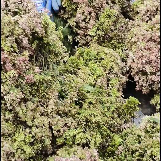 岷县毛药籽