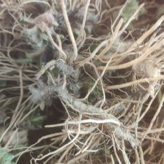 信宜市ys地胆头大量有现货