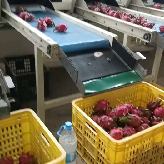 陵水县海南陵水新鲜红宝龙火龙果现摘现发自然成熟口感甜潤果肉饱满