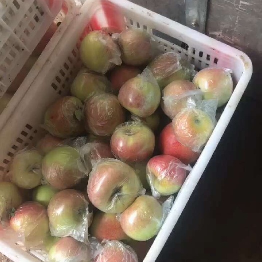 早熟美八苹果鲁丽苹果红露苹果华硕苹果