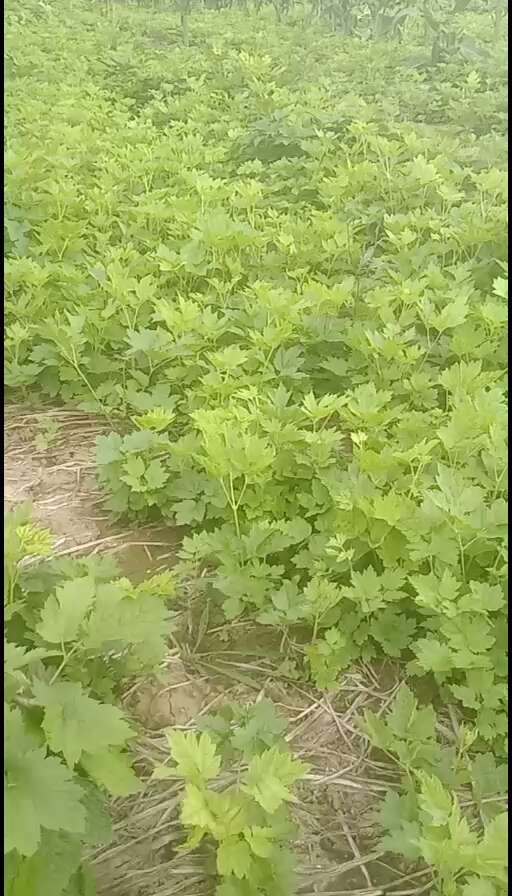 张家口一年生北升麻苗