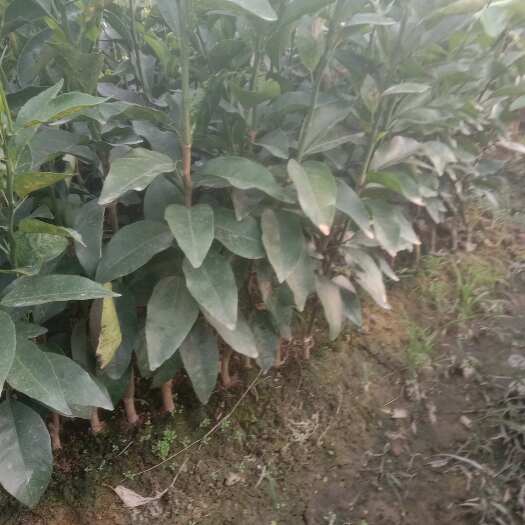荔浦市广西桂林荔浦优质沃柑苗 强壮苗木 果树种苗批发