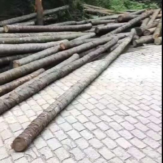 于都县成年棕榈树树干