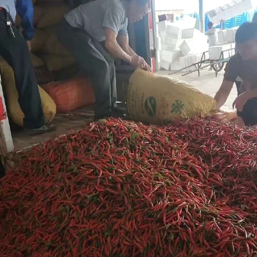 砚山县大量电商货  没有病椒  也不软手。