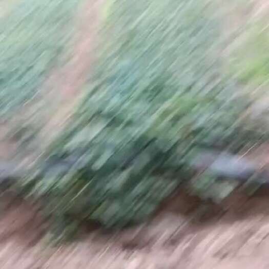 南京草莓苗