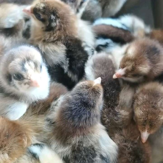 昆明鸡苗正品，已打好疫苗。