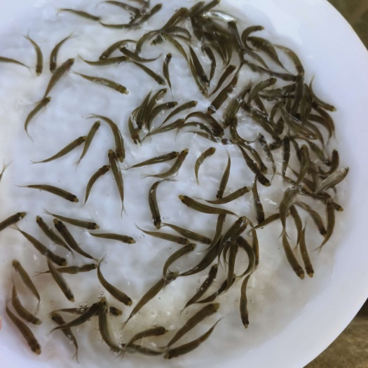 博罗县赤眼鳟鱼苗