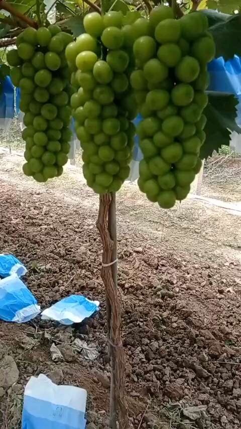 蒲城县陕西渭南阳光玫瑰