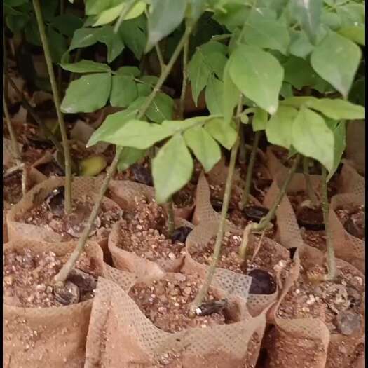 灵山县猴耳环苗