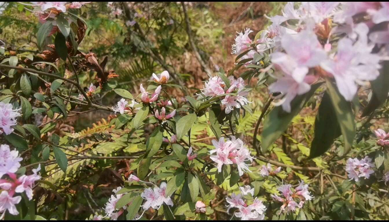 滇南杜鹃花映山红盆景造景小桩头批发