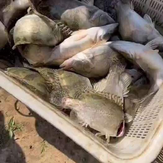 桂鱼