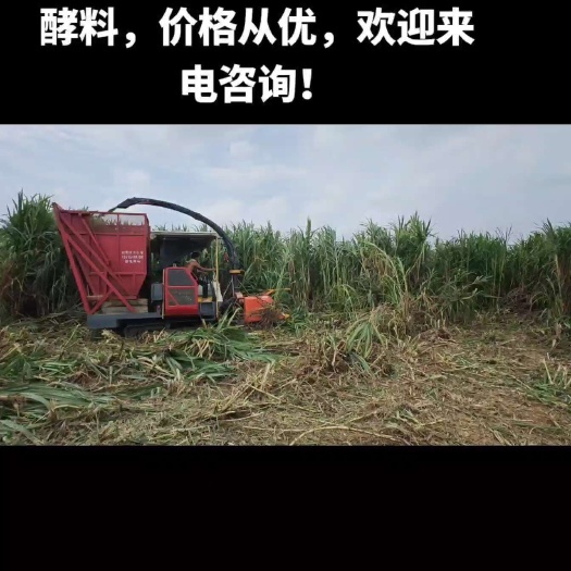 开平市大量供应巨菌草，湿草粉干草粉，青储，巨菌草细粉饲料原料
