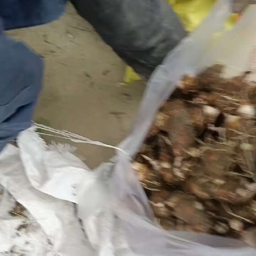 福安市红芽芋