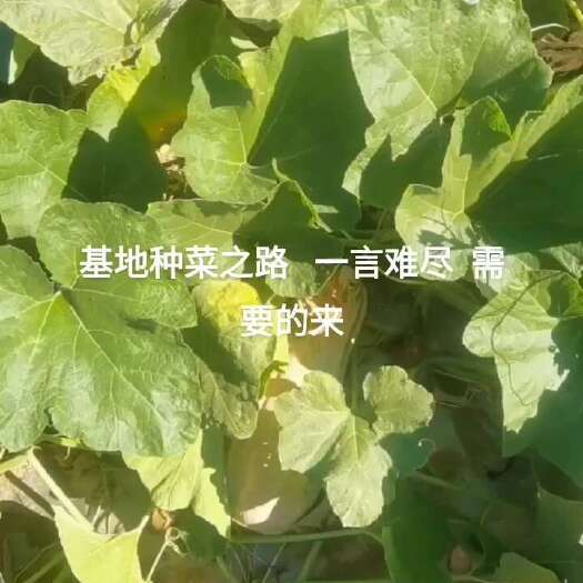 新野县金瀚密本大量有货，低价供应
