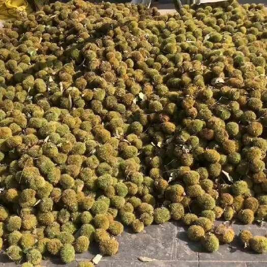 孝昌县大别山精品板栗刺球，支持一件代发，货源充足，大量供应