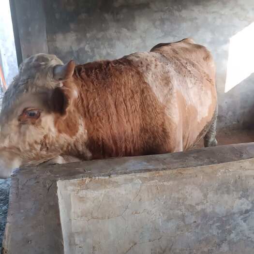 两头肉牛出售看上的老板可以聊聊