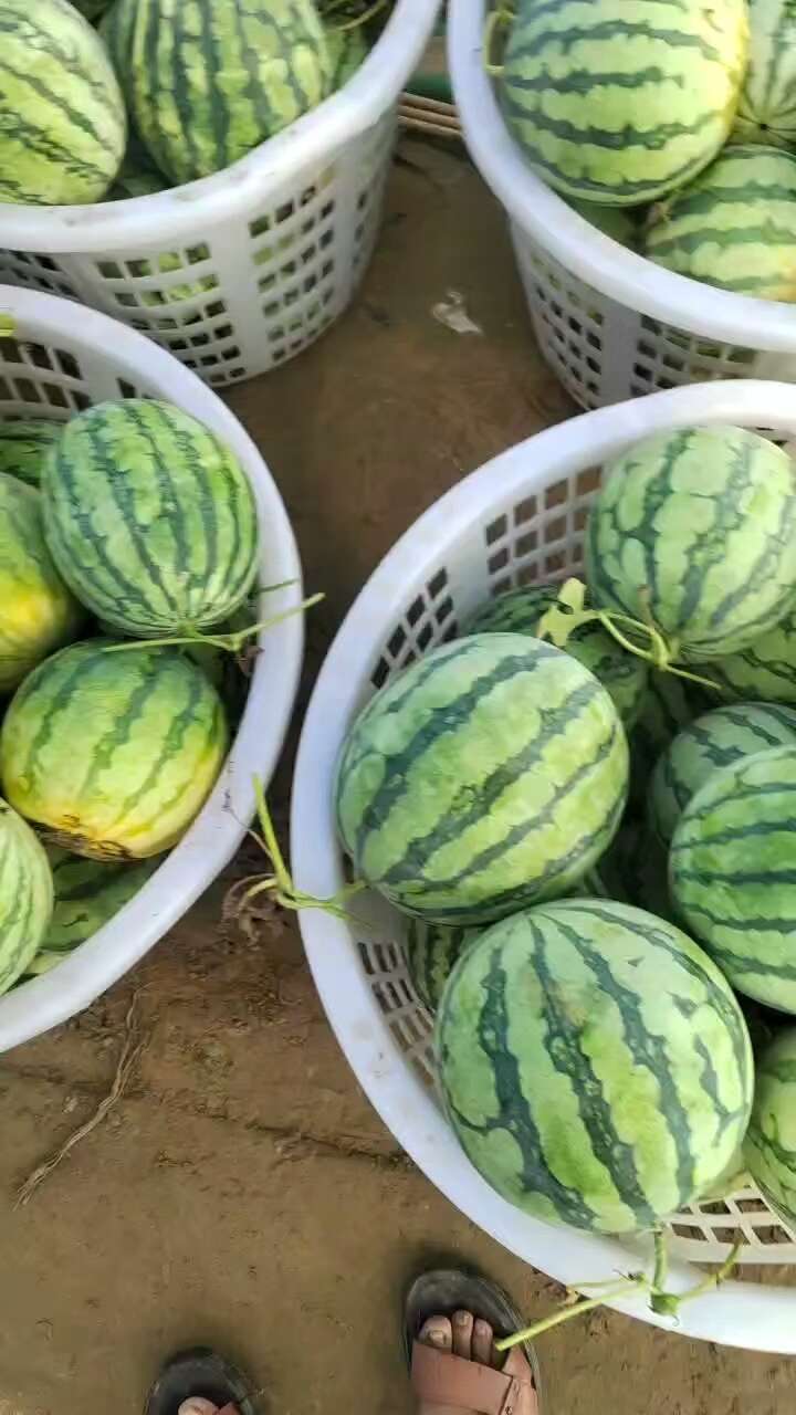 台农种的有籽二茬美都麒麟西瓜大量上市