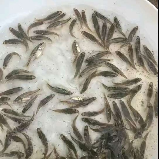 佛山鲈鱼苗 加州鲈鱼苗淡水优鲈鱼 大口黑鲈鱼苗批发送货上门