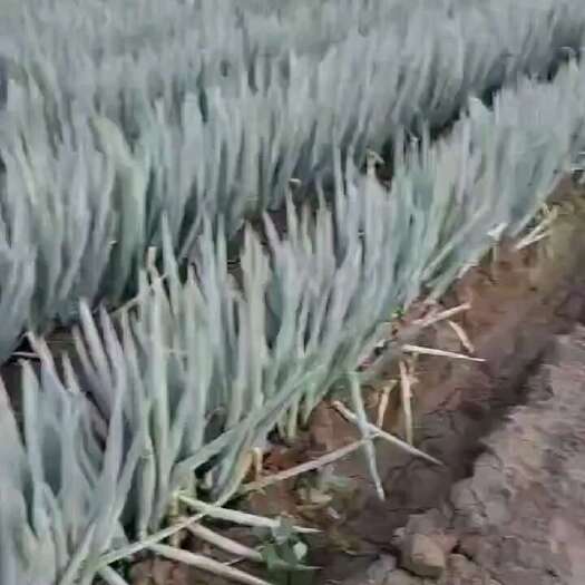 文水县大葱