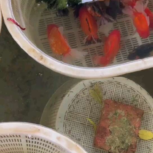 清远新鱼，有意者欢迎骚扰