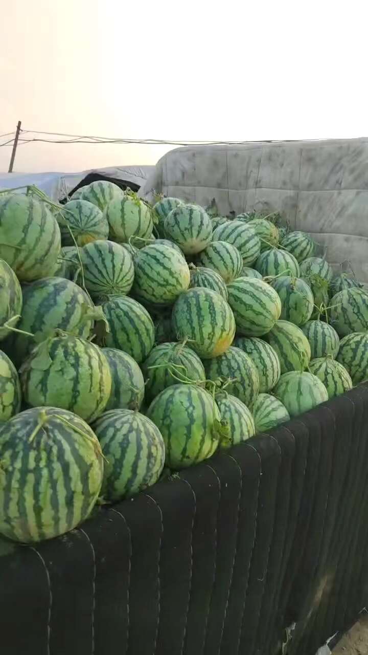 台农种的有籽二茬美都麒麟西瓜大量上市