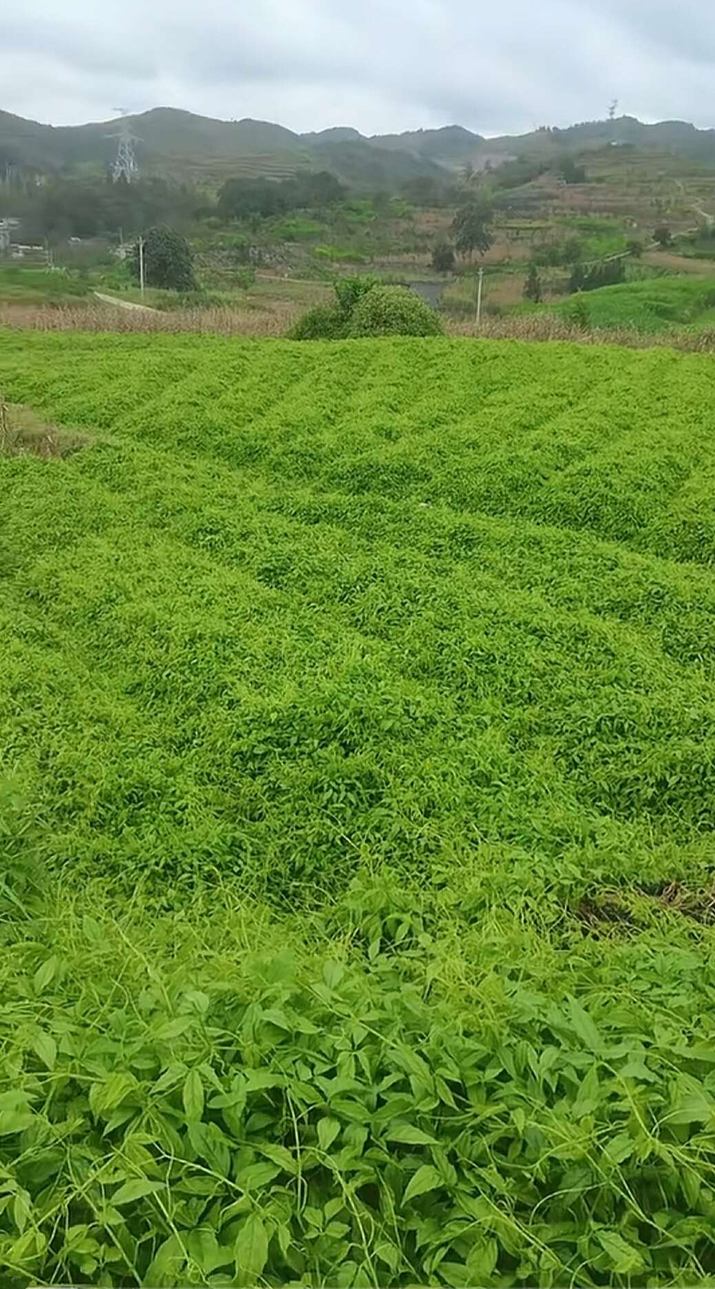 广西三叶青种植基地图片