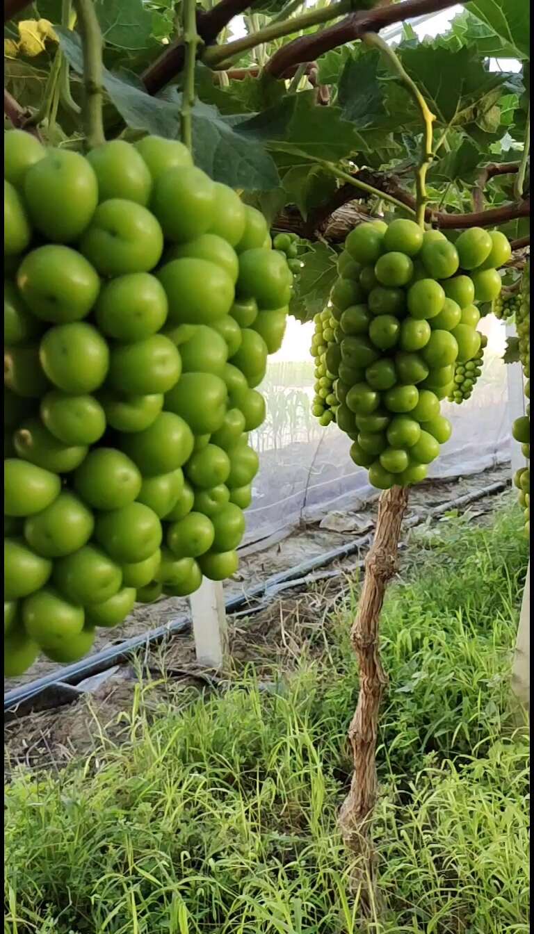 河南夏邑阳光玫瑰葡萄大量上市，口感好，糖度高。