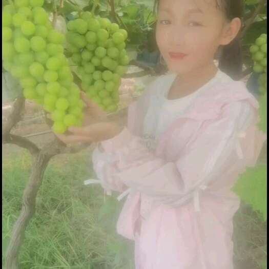 开封阳光玫瑰