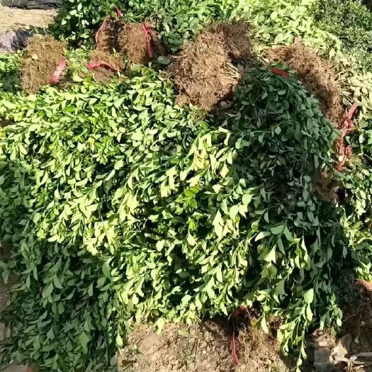 泰安卫矛基地  卫矛价格   直立扶芳藤