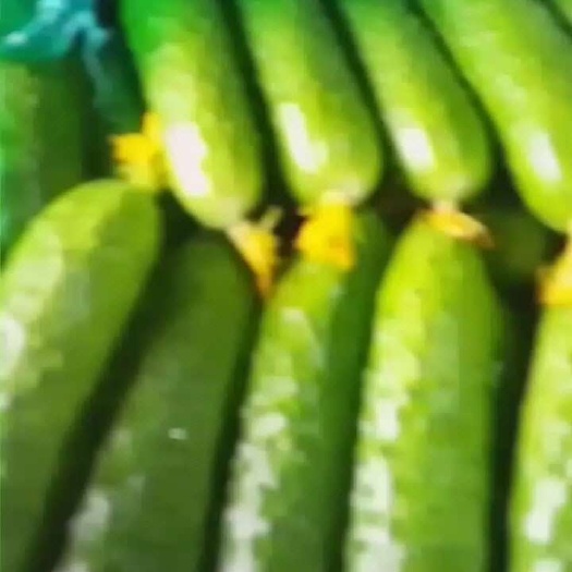 梨树县旱黄瓜