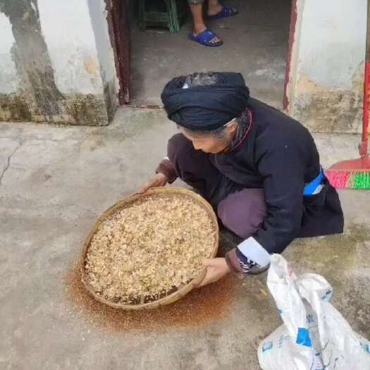 思茅假酸浆  产地批发冰粉籽假阳酸木瓜籽