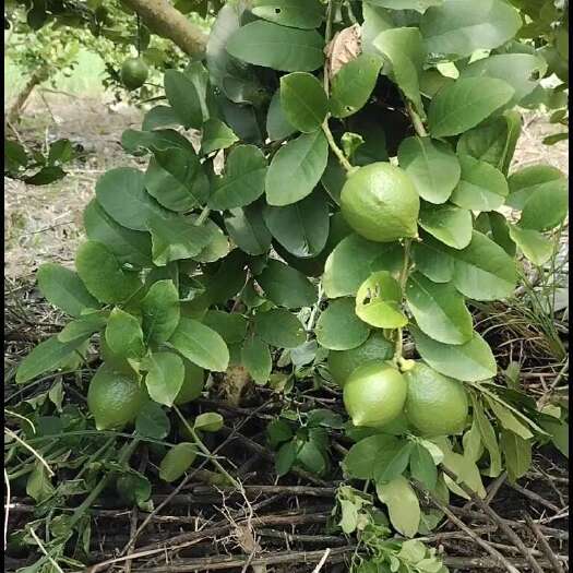 阳春市广东香水柠檬3天后上市