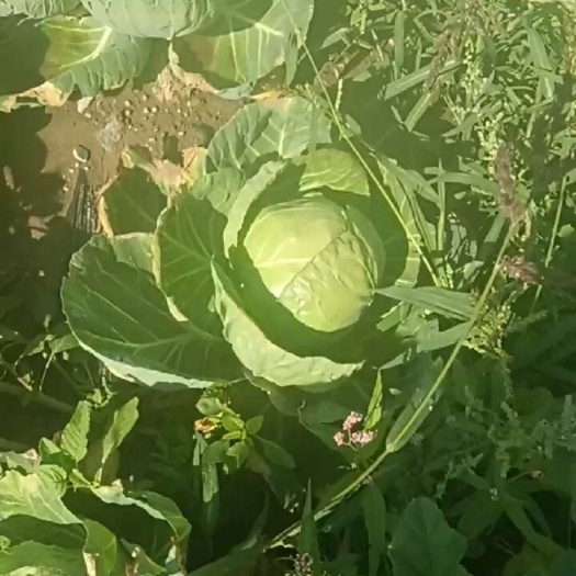 大头菜