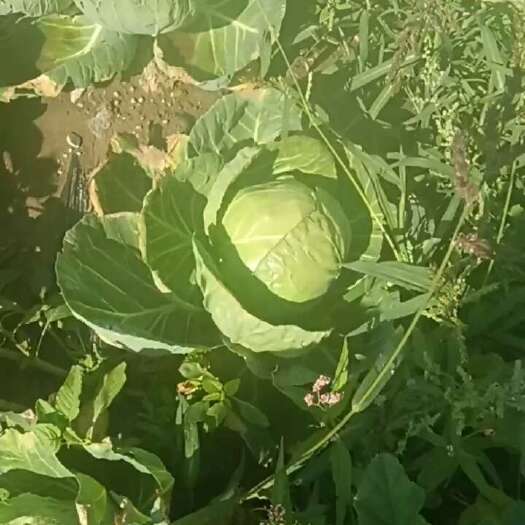 察右前旗大头菜