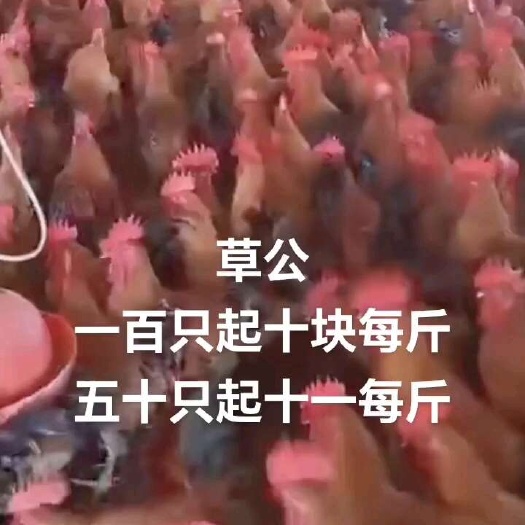 南京草公鸡