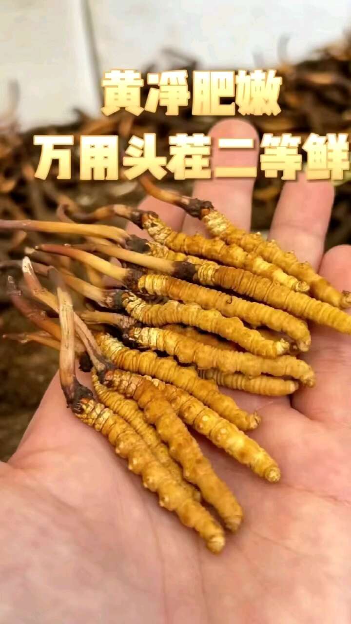 【精选】2025年那曲新鲜虫草 冬虫夏草 产地直发 全国包邮