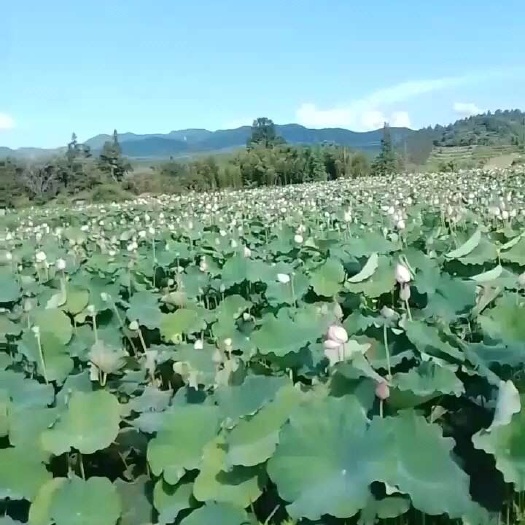 宜黄县自种红花莲