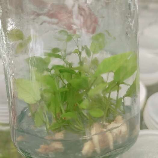 湛江牛大力苗