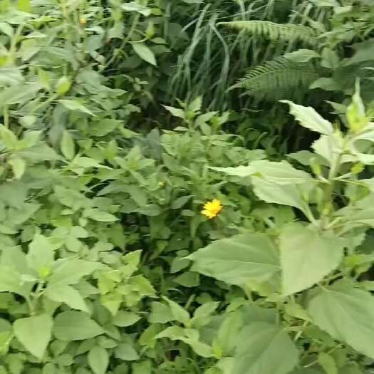 弥勒市菊芋