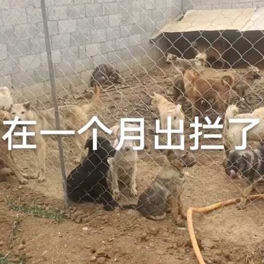 威宁县杂交狗
