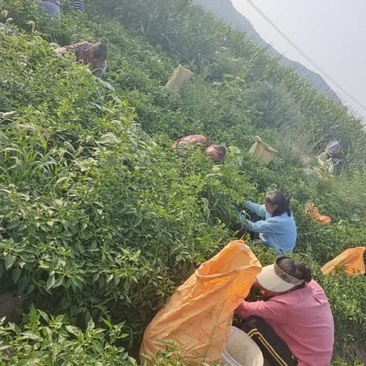 沁县3号青线椒