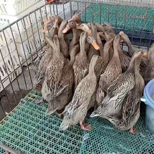 贵阳土麻鸭