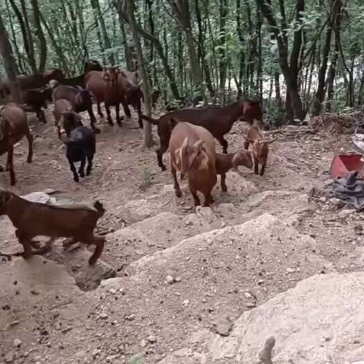 广元羊