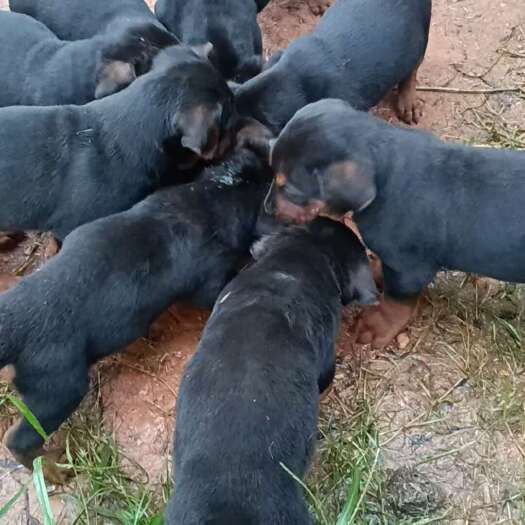 易门县中华四大名犬之莱州红犬幼犬
